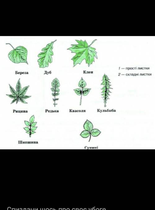 Назвати рослини з простими листками і з складними (по 5)​