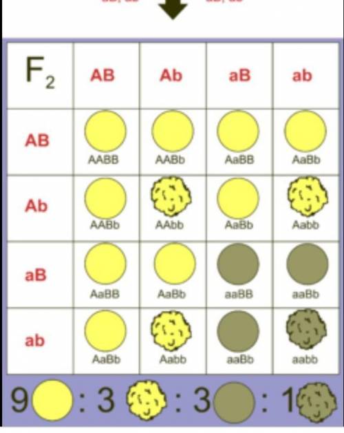 Обчисліть співвідношення фенотипів за схрещування AaBb×AaBb. Чи узгоджується воно з першим чи другим