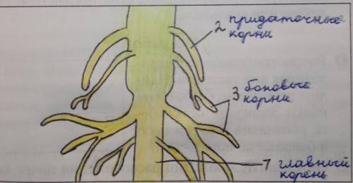 Зарисуйте главный корень, обозначьте корневые волоски, корневой чехлик, боковые корни (если они уже