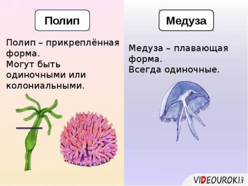 Чем полип отличается по строению от медузы?​