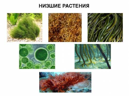 А5.Растениями, тело которых не расчленено на органы, являются: 1) мхи; 2) папоротники; 3) водоросли