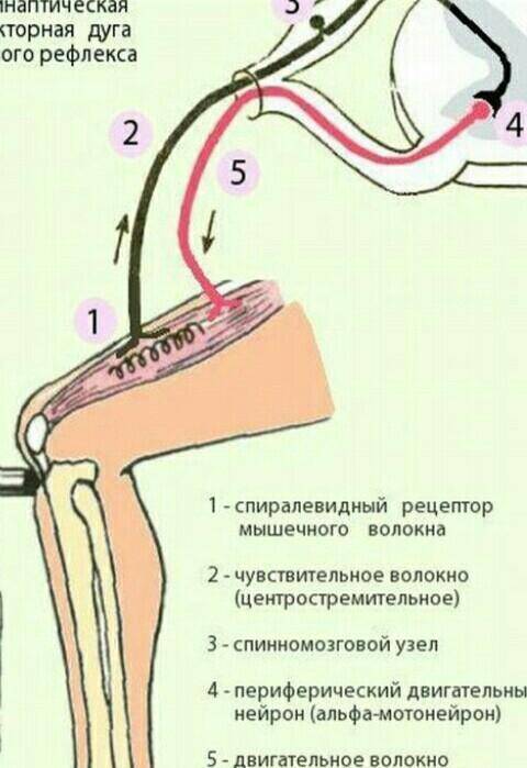 Подпишите части рефлекторной дуги коленного рефлекса​