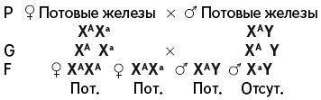 Доброго времени суток решить задачи по генетике. Задача 1. Отсутствие потовых желез у людей наследуе