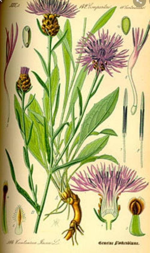 Диаграмма цветка василька шероховатого