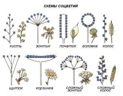 №4. Заполните таблицу: «Типы соцветий» (привести 5 примеров) Соцветие Схема Растение