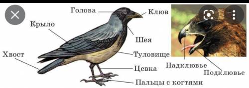 Лабораторная работа 7 клас тема: клас птахи биологи