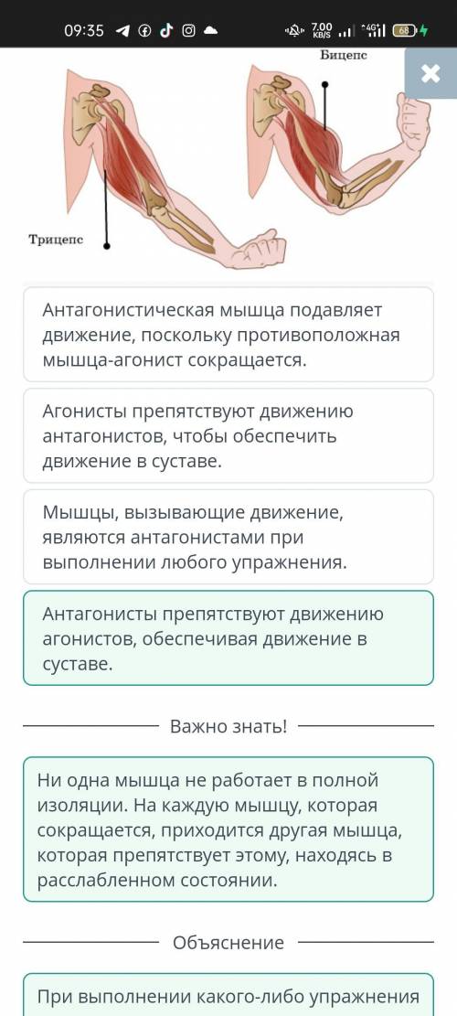 Определи утверждения, объясняющие, как мышцы-антагонисты работают вместе, чтобы разогнуть руку?