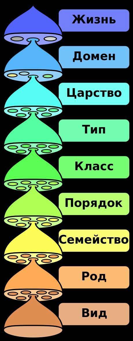 55 основний принцип наукової систематики. основной принцип научной систематики.