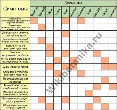 Какого элемента недостаточно для растений в питании если растений замедляет рост уменьшает количеств