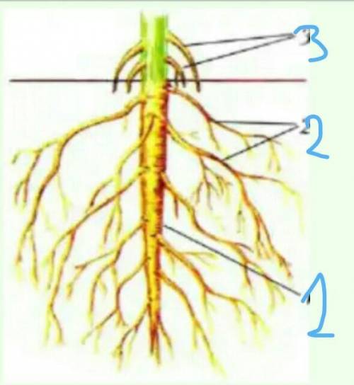 ответ на вопрос по биологии строение корней​
