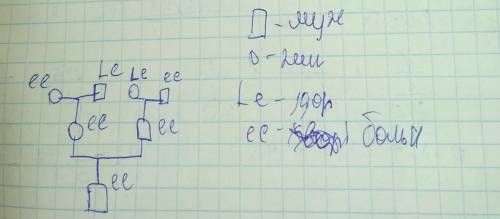Улюдини ген нормальної l домінує над неном відсутності потових залоз 1. у сім'ї народився син, який 