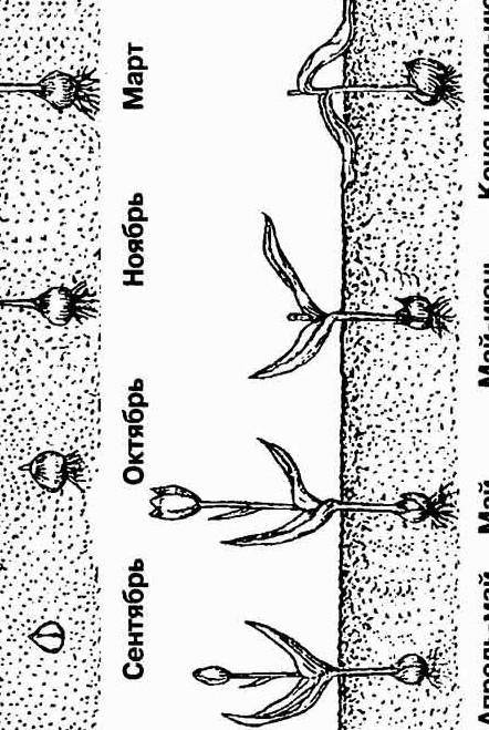 Мама знала,когда сын посадил проросщую луковицу тюлпана которую хранила бабушка.высчитай и ты дату п