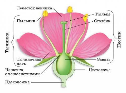 Рассмотрите изображение цветка и выполните . 5.1 покажите стрелками и подпишите на рисунке чашельник