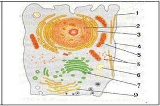 Какой цифрой на рисунке обозначен органоид клетки, в котором окисляются органические вещества и нака