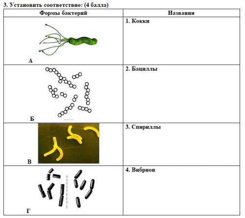 3. Установить соответствие: ( )Формы бактерий НазванияА 1. Кокки Б 2. БациллыВ 3. СпириллыГ 4.