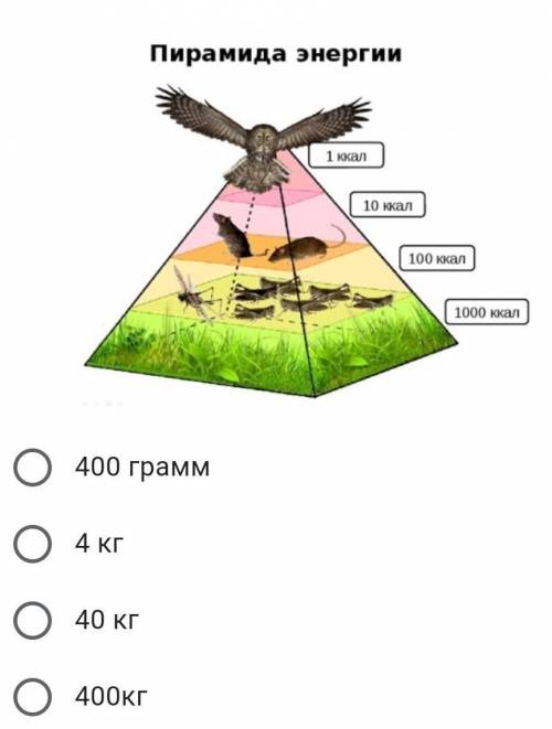 Предположим, что на втором уровне в экологической пирамиде находятся суслики. Один суслик весит 4 кг