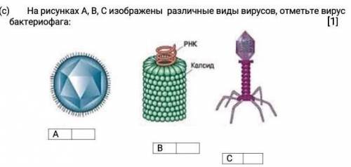 На рисунках А, В, С изображены различные виды вирусов, отметьте вирус бактериофага: ​