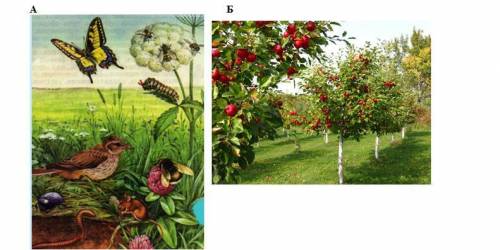 Задание №1. Используя изображение экосистемы, представленное ниже, ответьте на следующие во Назовите