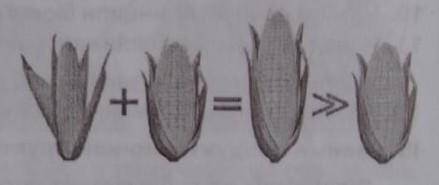 Що це за вид кукурудзи?підказка: культурний сорт вивела людина ​