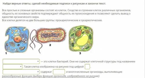 1 поле варианты - эукариотические клетки/прокариотические клетки 2 поле варианты - цитоплазма/ядро/