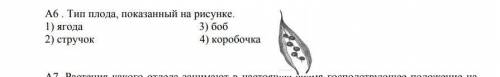 А6. Тип плода, показанный на рисунке.ягода1)ягода3) боб2) стручок4) коробочка​