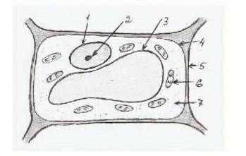 Биология 5 классУченик рассматривал под микроскопом лист растения и сделал рисунок его клетки. Что