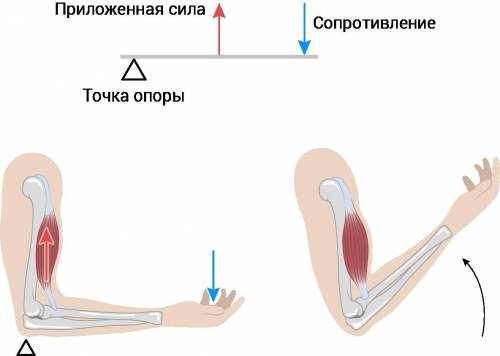 Сравни между собой рычаги головы, ноги и руки: в каком из них мышцы должны действовать с меньшей/бо