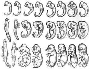 1. Изучите рисунок «Зародышевое сходство у позвоночных животных»2. Определите, на каких ранних стад