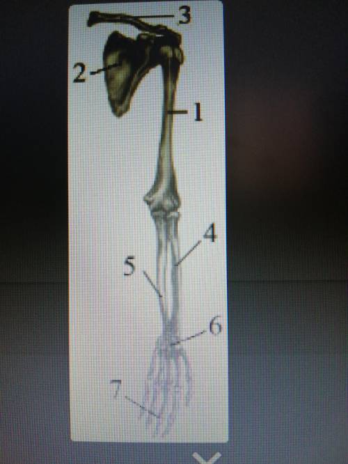 Цифрой 2 обозначена:1.ключица2.локтевая кость 3.лопатка4.лучевая кость