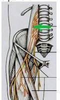 Как называется нервное сплетение, которое отмечено на рисунке зелѐной стрелкой? 1. поясничное 2.
