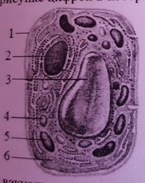 1. На рисунке цифрой 2 изображен (-а,-о): А) вакуольB) цитоплазмаC) ядроD) хлоропластE) лейкопласт​