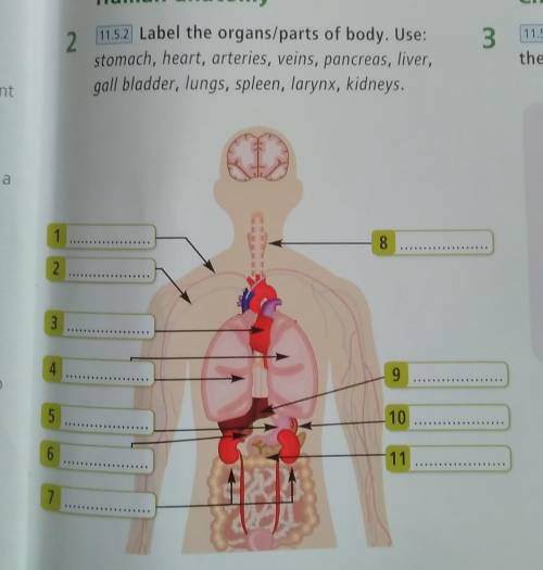 Label the organs/parts of body. Use: stomach, heart, arteries, veins, pancreas, liver,gall bladder,