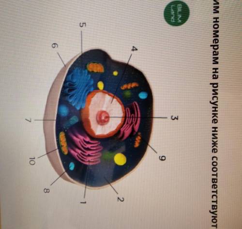 Какими номерами на рисунке ниже соответствуют следующие органоиды клеточный центрэндоплазматическая