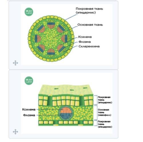 Ученик исследовал растительные ткани ученику определить, какая часть растения характерна для предста