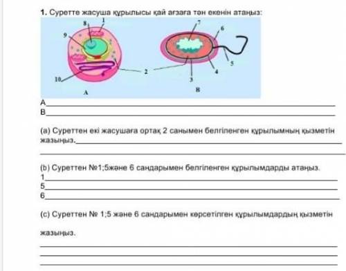 Суретте жасуша құрылысы қай ағзаға тəн екенін анықтаныз​