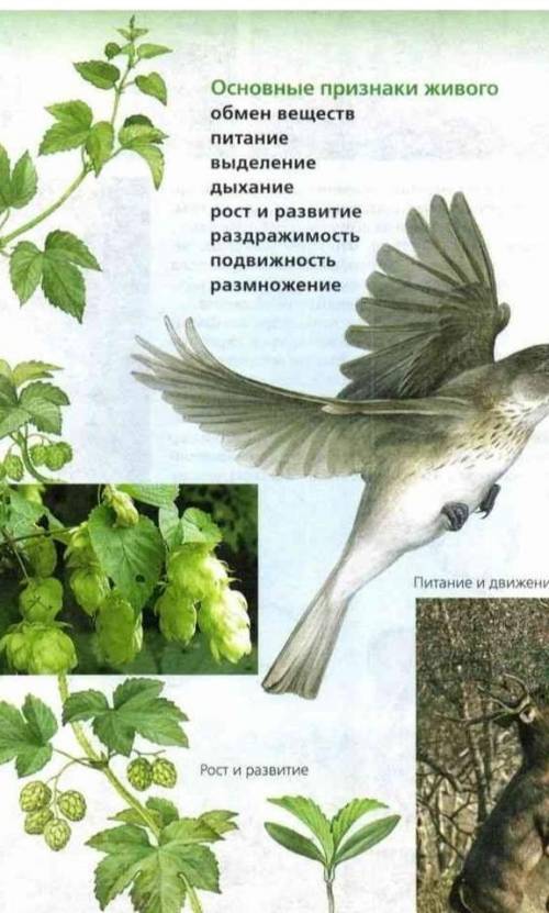 Свойства и Хорактеристики Пример:Что это:ПитаниеСвойства :?????? Хорактеристики :????? И так все)