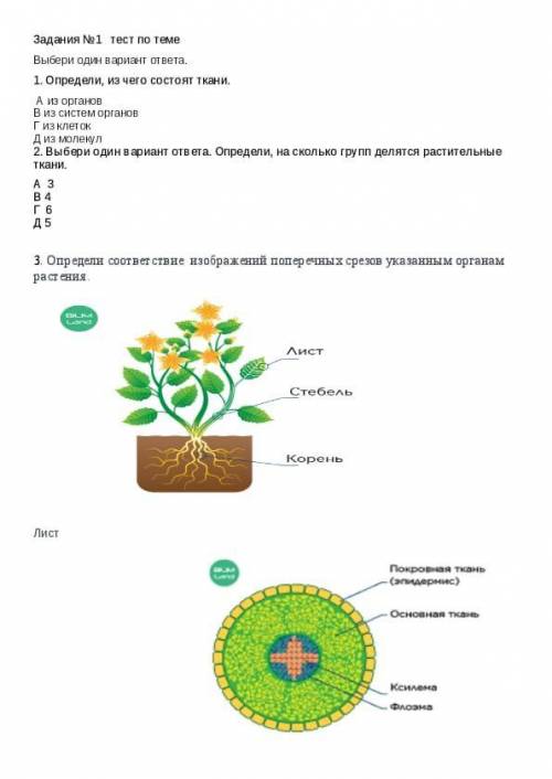 Определи соответствие изображений поперечных срезов указанным органам растения
