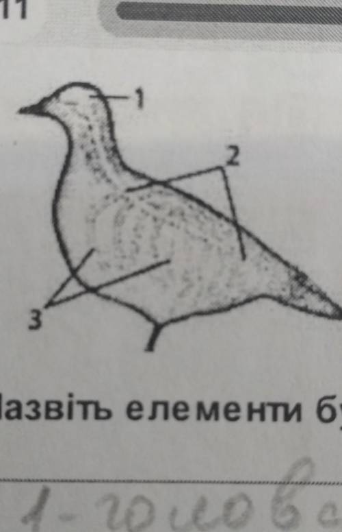 Назвіть елементи будови трубчастої нервової системи, позначені на ілюстрації цифрами.​