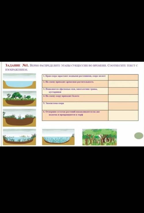 Верно распределите этапы сукцессии во времени,соотнесите текст с изображением​