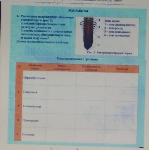 1. Рассмотрите микропрепарат «Клеточноестроение корня» (рис. 1).а) найдите образовательную тканьна р