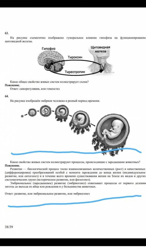 На рисунке изображён эмбрион человека в разный период времени.