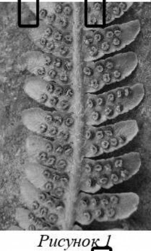Какая половая клетка растения, изображённого на рисунке фрагмента листа имеет жгутик? Почему? ​