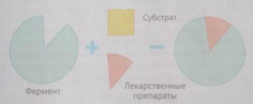 Используя предложенную схему опыта, объясните ингибирующее действие лекарственных препаратов на акти