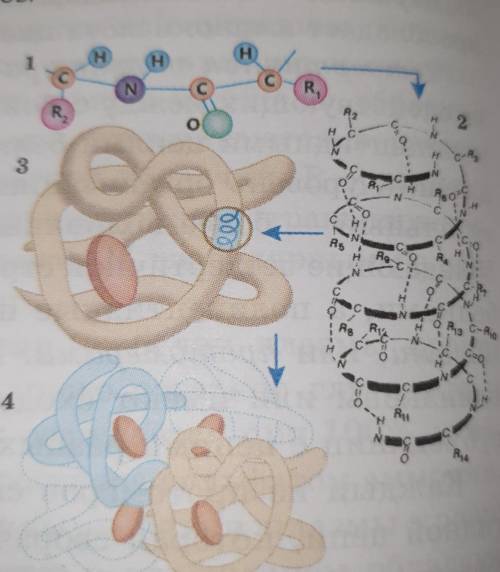 1.Какие структуры белковых молекул изображены на рисунке под цифрами 1-4? 2.Какие связи удерживают о