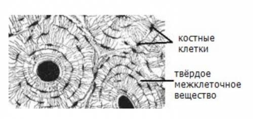 Рассмотри изображение и ответь на вопросы. Функцией костной ткани является образование твёрдого и пр