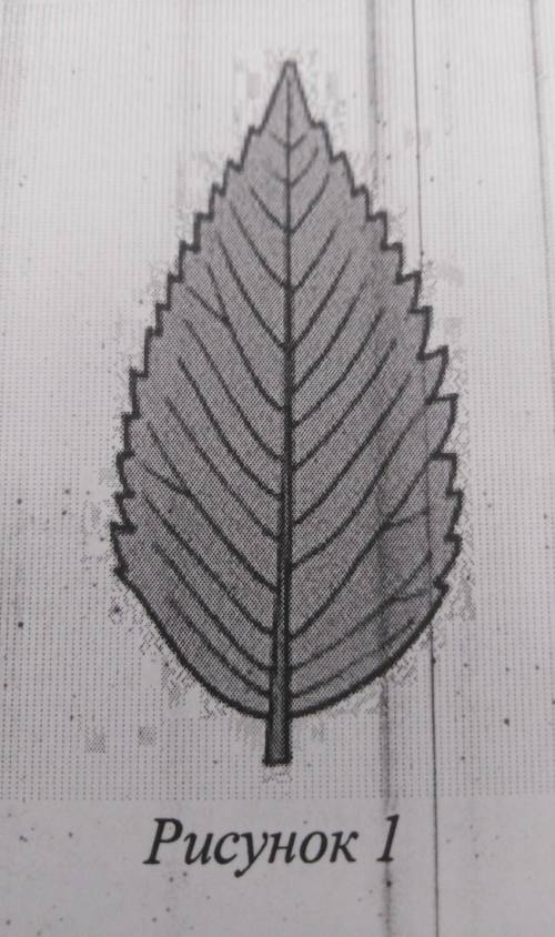Какое число лепестков, вероятнее всего, будет у растения, лист которого изображён на рисунке? Почему