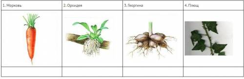 Рассмотрите рисунки. Подпишите изображенные на рисунках видоизменения корней. 1. Морковь 2. Орхидея