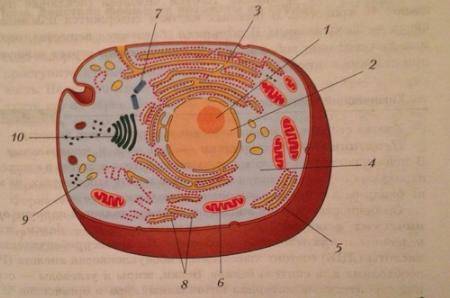 Рассмотрите рисунок 6 назовите органоиды клетки и их функции
