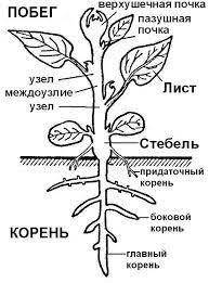 НУ КОМУ НЕ СЛОЖНА:( 1)рассмотрите цветковые растение. Найдите у него корень и побег, определите, поч