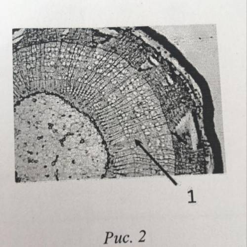 3.3. Алексей рассмотрел срез молодого древесного стебля под микроскопом и сделал микрофотографию (ри